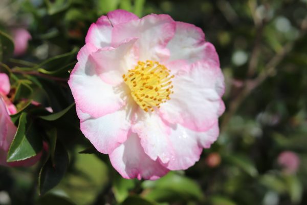 Camellia sasanqua Something Special - Fragrant