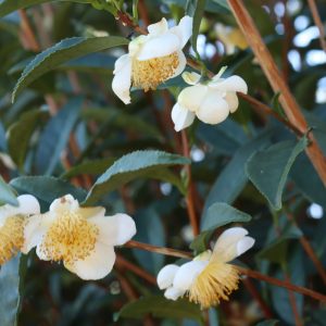 Camellia sinensis Tea Plant