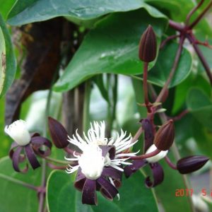 Clematis smilacifolia Fragrant Tropical Clematis