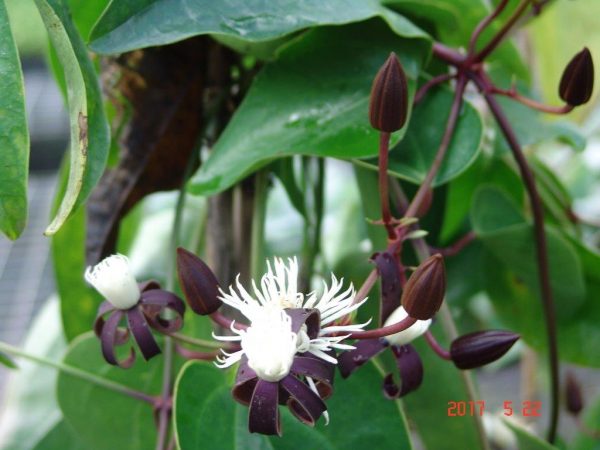 Clematis smilacifolia Fragrant Tropical Clematis