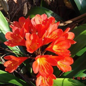 Clivia miniata Twins