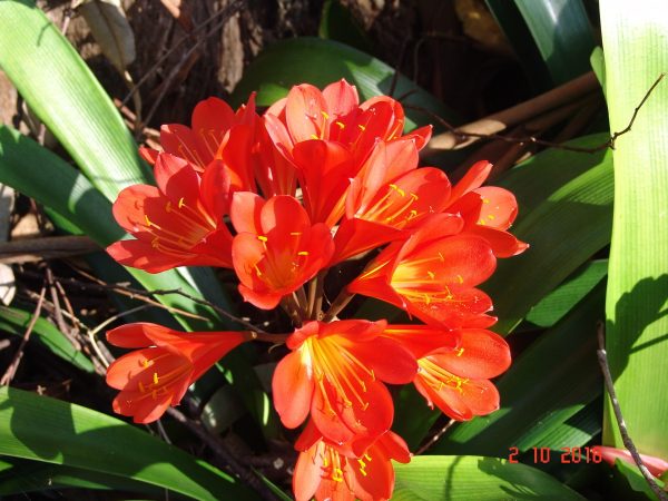Clivia miniata Twins