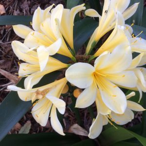 Clivia miniata Yellow