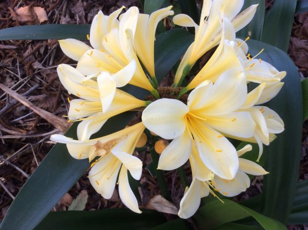 Clivia miniata Yellow