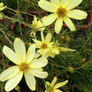 Coreopsis Moonbeam