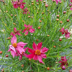 Coreopsis Mahogany Midget
