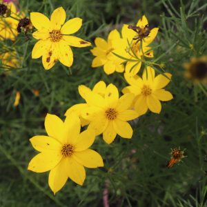 Coreopsis Golden Gain