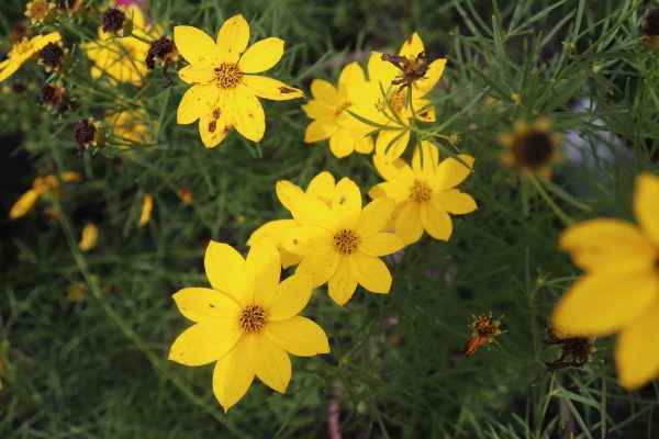 Coreopsis Golden Gain