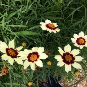 Coreopsis Snowberry