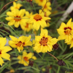 Coreopsis Gold Nugget
