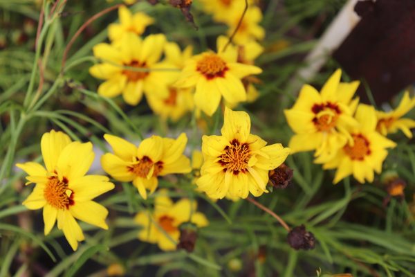 Coreopsis Gold Nugget
