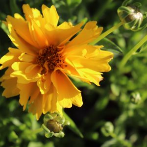 Coreopsis Early Sunrise