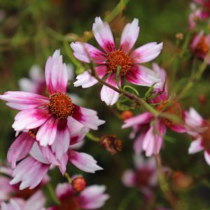 Coreopsis Sweet Dreams