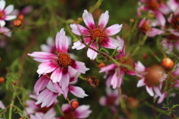 Coreopsis Sweet Dreams