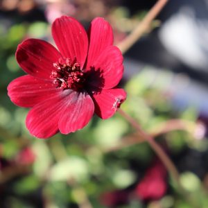 Cosmos - Chocolate Cosmos