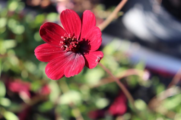 Cosmos - Chocolate Cosmos