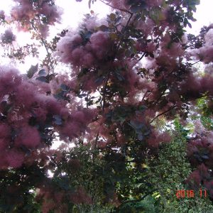 Cotinus Grace- Smoke bush