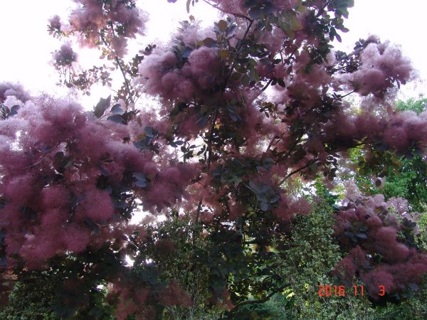 Cotinus Grace- Smoke bush