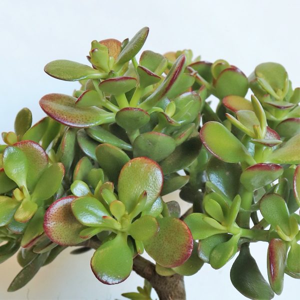 Crassula Ovata compacta