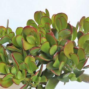 Crassula Ovata green