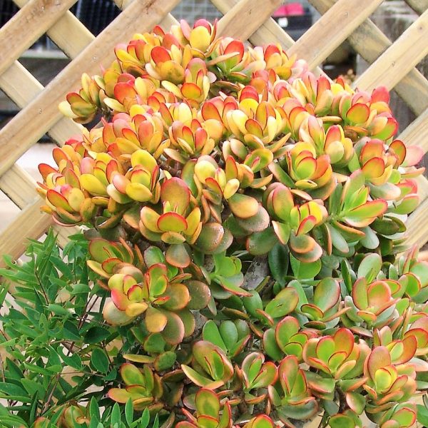 Crassula Hummel's Sunset