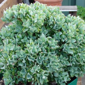 Crassula arborescens Ripple Jade