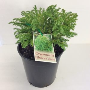 Cryptomeria Globosa nana