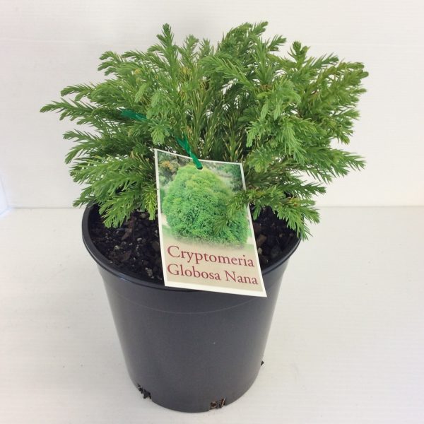 Cryptomeria Globosa nana