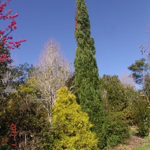 Cuppressus Totem Pencil Pine