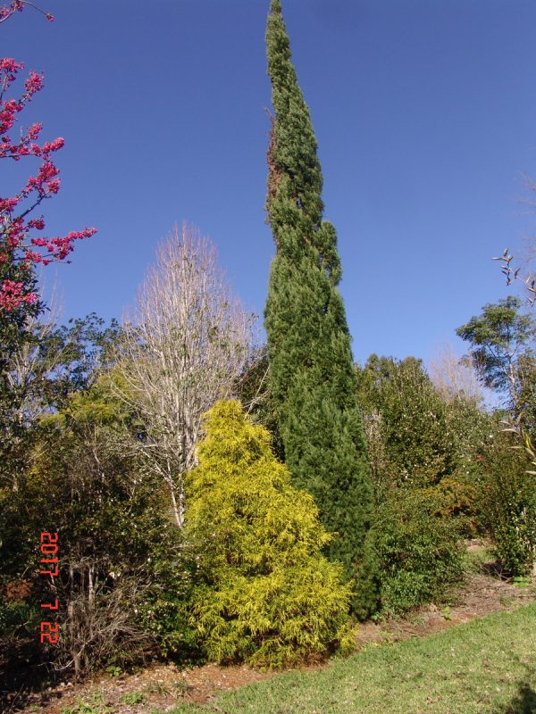 Cuppressus Totem Pencil Pine