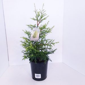 Cuppressus Ferngold