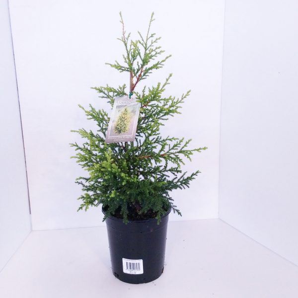 Cuppressus Ferngold