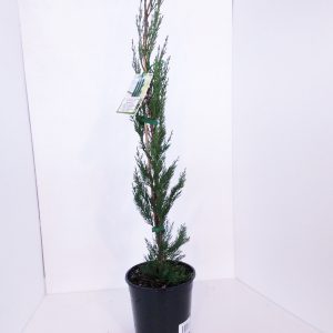Cuppressus WA Pencil Pine form