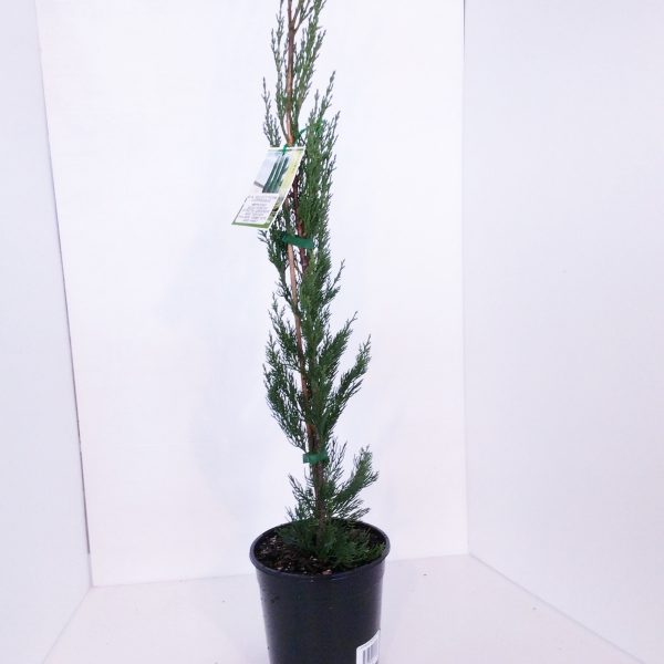 Cuppressus WA Pencil Pine form