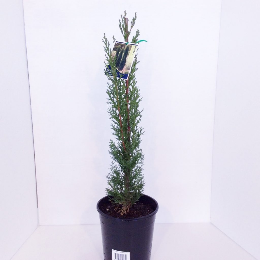 Cuppressus Glauca Pencil Pine