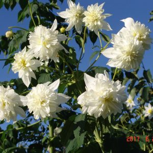 Dahlia imp Double White