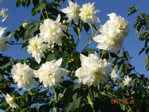 Dahlia imp Double White
