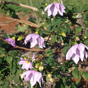 Dahlia imp Single Pink