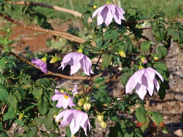 Dahlia imp Single Pink