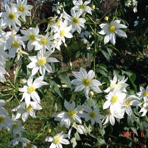 Dahlia imp Single White