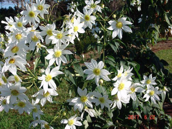 Dahlia imp Single White