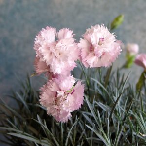 Dianthus Pikes Pink