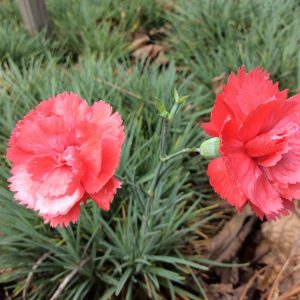 Dianthus Salmon Baby