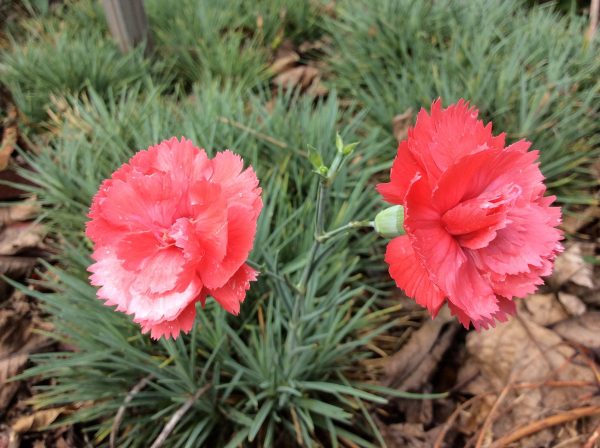 Dianthus Salmon Baby