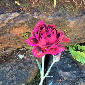 Dianthus Mrs Watties Velvet