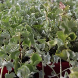 Dichondra Silver Falls