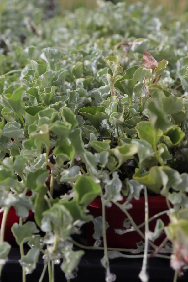 Dichondra Silver Falls