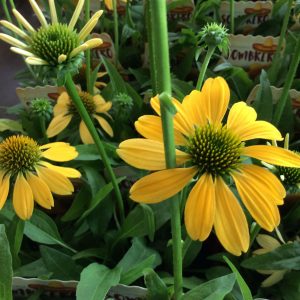 Echinacea Sombrero Lemon