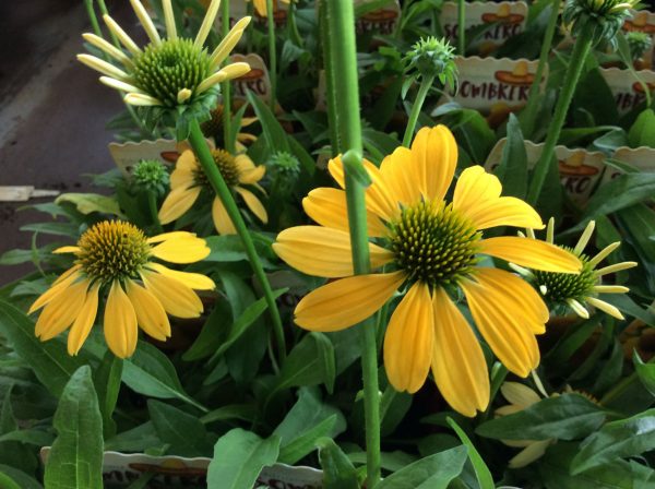 Echinacea Sombrero Lemon