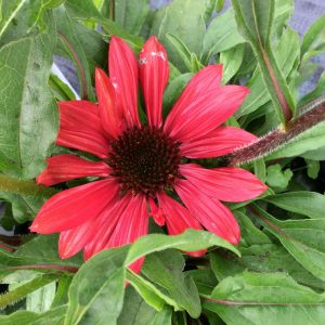 Echinacea Sombrero Baja